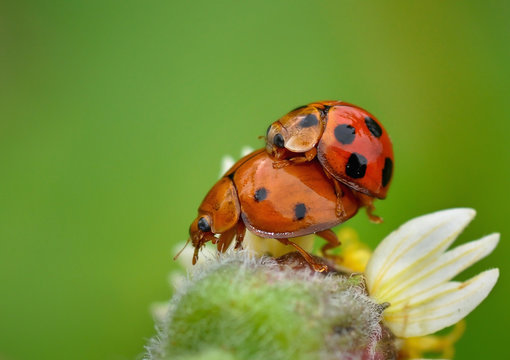Indonesia, West Java, Bekasi, Mating ladybugs