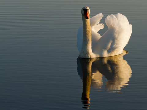 Norway, Fredrikstad, Tangen, Swan