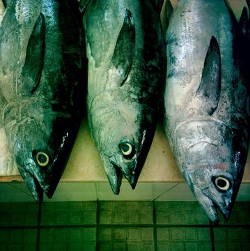 Close-up of three fish