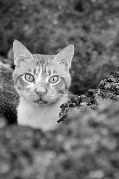 Saudi Arabia, Dahban, Cat between rocks on Red Sea shore of Salman Bay