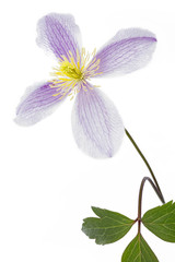 Fototapeta na wymiar Blüte einer Clematis, freigestellt