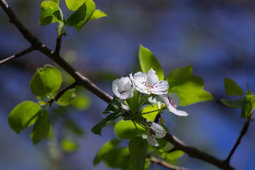 Apple-tree flowers