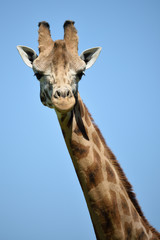 Naklejka premium Giraffa