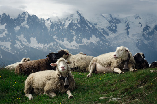 Flock of sheep lying in an alpine meadow with mountain backdrop