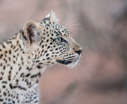 Leopard cub