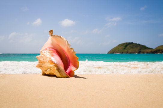 Antigua and Barbuda, Antigua, Queen Conch on sandy beach