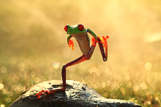 Dancing frog standing on one leg on a rock, Batam City, Riau Islands, Indonesia