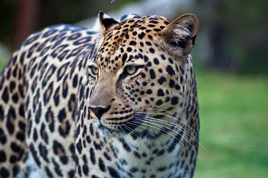 South Africa, Limpopo, Mopani District Municipality, Maruleng Local Municipality, Portrait of leopard