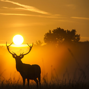 Silhouette of reindeer at sunset