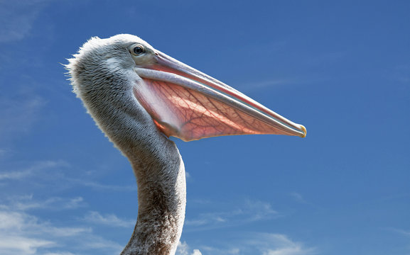 Malaysia, Langkawi, Kedah, Kota Setar, Kangar, Portrait of pelican