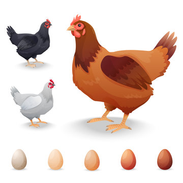 Realistic Hens in different breeds and eggs