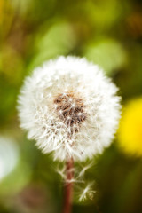 dandelion fuzz swelled drops