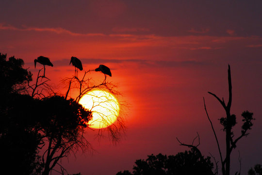 Kenya, Narok, Masai Mara National Park, African sunset landscape