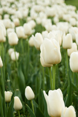 champ de tulipes en gros plan