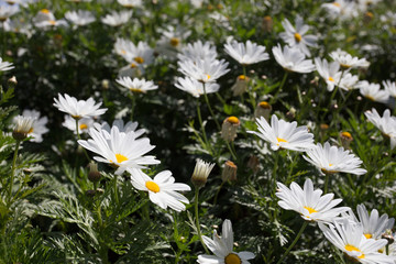 meadow flower