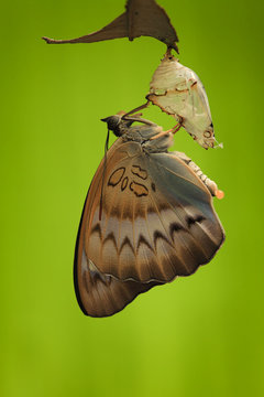 Indonesia, Jember, Close up view of butterfly (Pseudozizeeria maha)