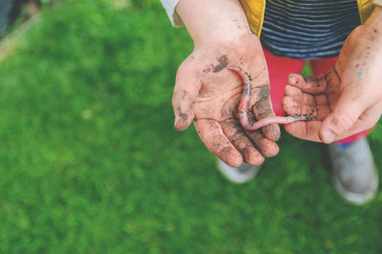Close up of boy 's (4-5) hands holding earth worm