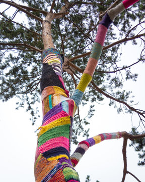 Denmark, Odense, Yarn bombing on tree