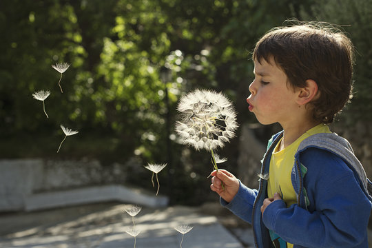 Side View Of Boy Blowing Dandelion Flower