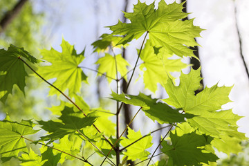 Green deciduous forest on a sunny day.