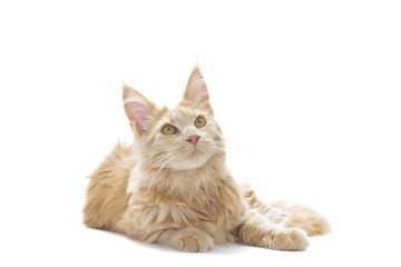 Maine Coon cat lying on a white background