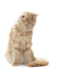 Maine Coon cat is looking down