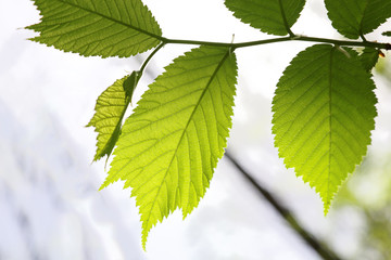 Green deciduous forest on a sunny day.