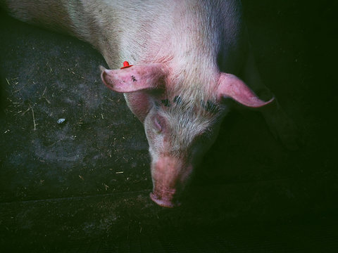 Italy, Picture of pig