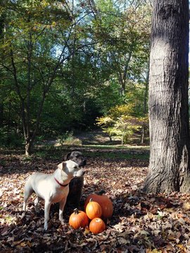 Two dogs by pile of pumpkins in woods