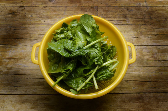 Spinacia oleracea Spinach Espinaca Spinacio Шпинат огородный