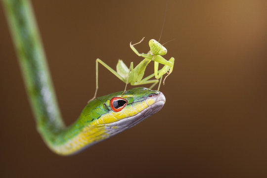 Indonesia, Riau Islands, Batam City, Mantis on snake