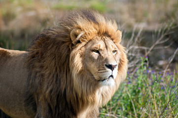 South Africa, Lion