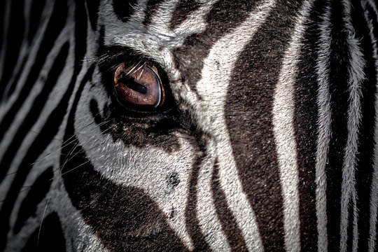 USA, Eye of zebra