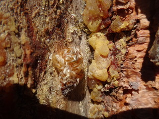 Застывшая смола на срезе коры дерева