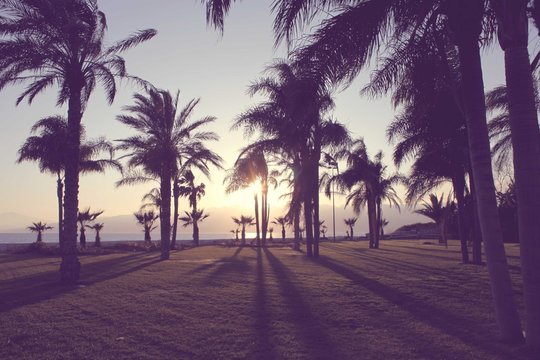 Silhouette Of Palm Tress On Beach