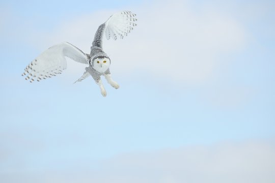 Owl Flying In The Sky