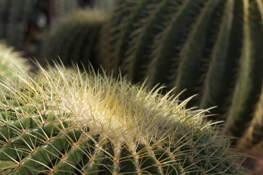 Close up of cactus