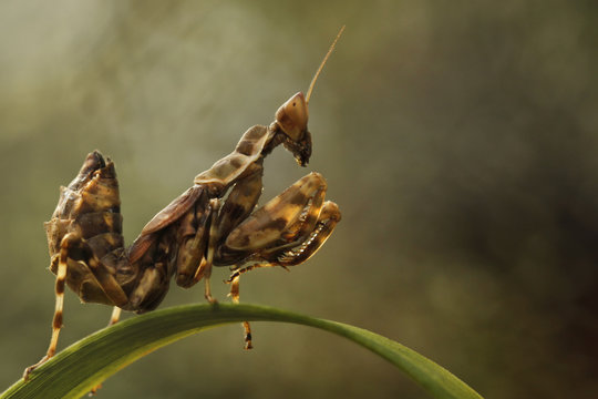 Indonesia Jakarta Special Capital Region, Rawamangun, Monster insect