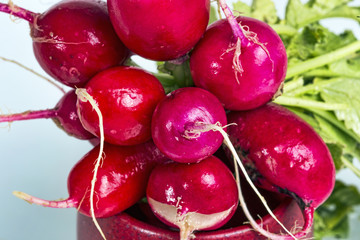 Radishes closeup
