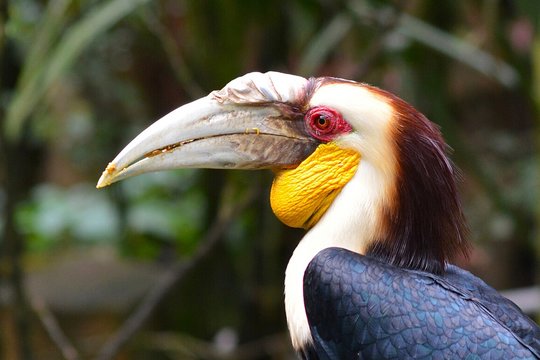 Indonesia, West Java, Bogor, Taman Safari, Rhinoceros hornbill