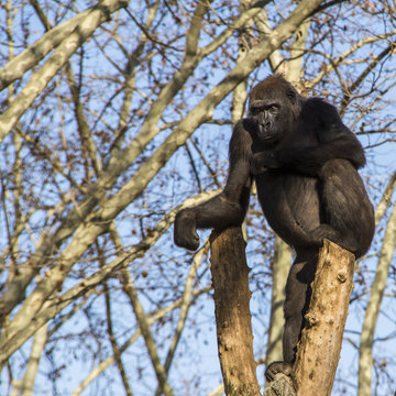 Black gorilla