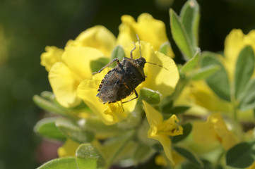 Graue Gartenwanze / Die  Nahaufnahme einer Grauen Gartenwanze 