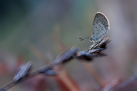 Indonesia, Central Java, Bandungan, Side view of butterfly on plant
