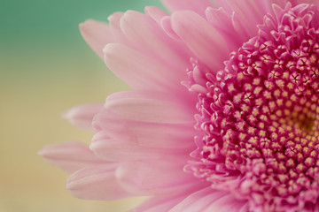 Close-up of pink flower against yellow and green background