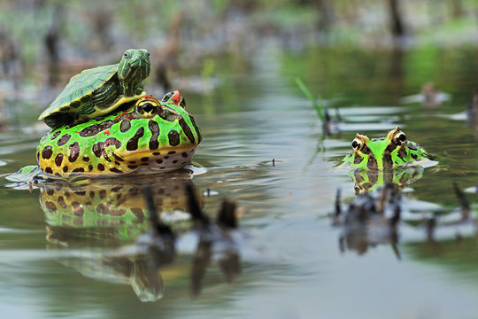 Close up of turtle sitting on toad