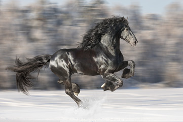Black Friesian horse runs gallop on blurred winter background