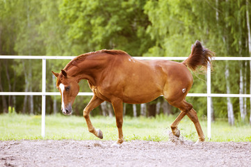 Red Trakehner horse runs trot on the green background