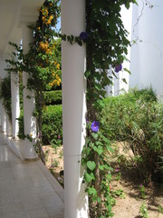 palms, flowers and columns Tunisian