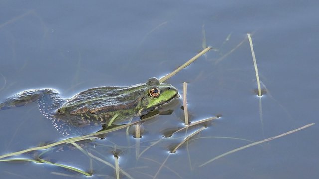 green water frog lying in the water