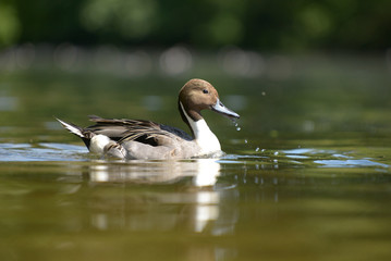 Pintail, Anas acuta